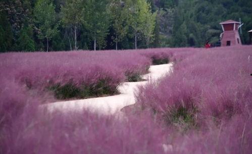 义马河口网红草导航,网红草导航带你领略自然之美