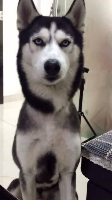 神奇的动物带你吃瓜,跟随“吃瓜”之旅，解锁未知生物之谜