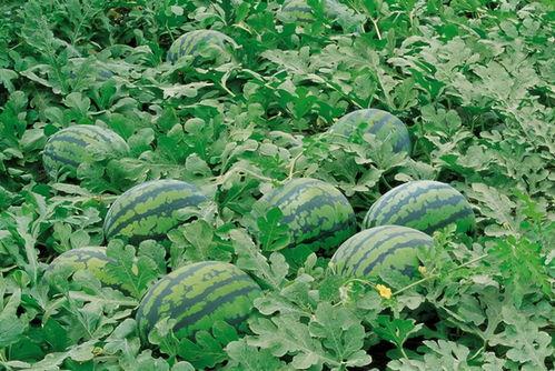 南坞村吃瓜,感受乡村田园生活