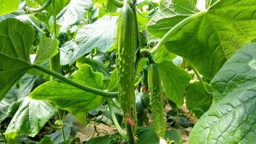 旅游必备吃瓜,旅游必备吃瓜攻略