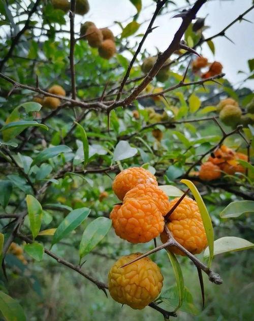 吃八月瓜照片,大自然的馈赠，视觉与味觉的双重盛宴