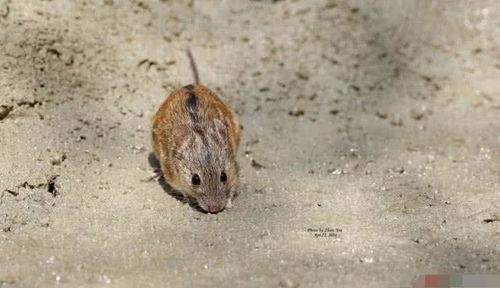 老鼠吃田瓜吗,老鼠的美食还是避之不及的果实？