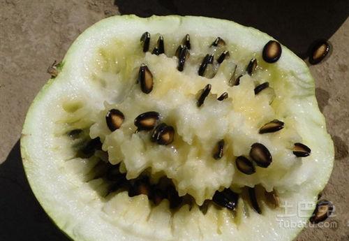 手术后可以吃籽瓜,籽瓜助力健康饮食新选择