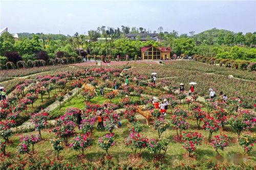 铜梁网红打卡地方有哪些,探寻这座古镇的独特魅力