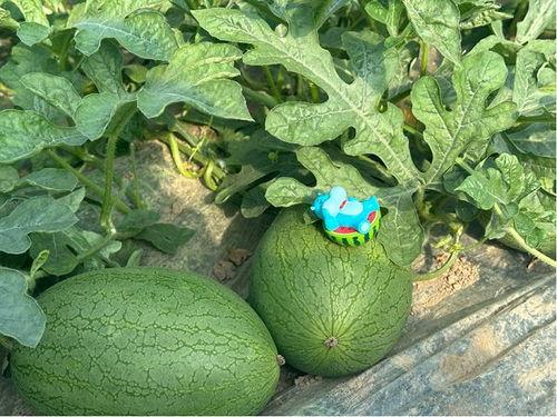 新瓜免费吃瓜,畅享夏日清凉盛宴