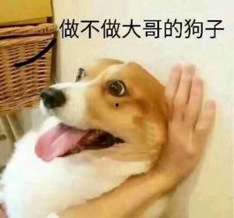 头条宠物大笑表情包图片,大笑表情包萌态十足，萌化你的心