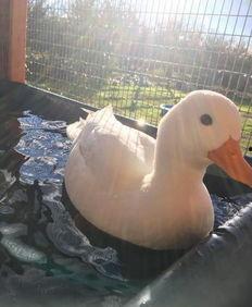 关于鸭子的明星名字,揭秘那些闪耀在荧屏的鸭宝传奇